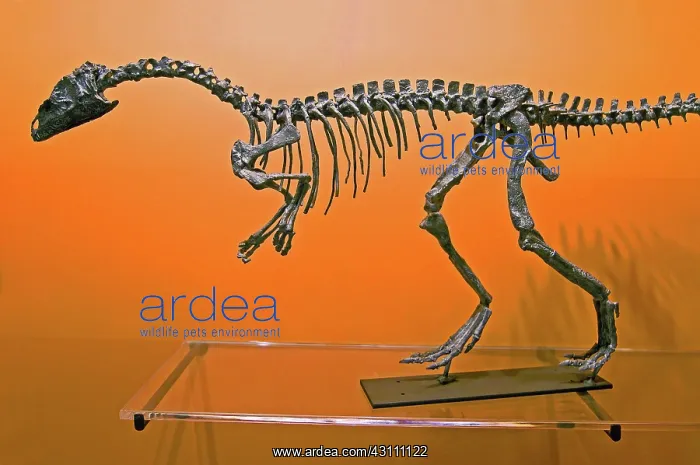 : Eoraptor Dinosaur : Eoraptor Dinosaur