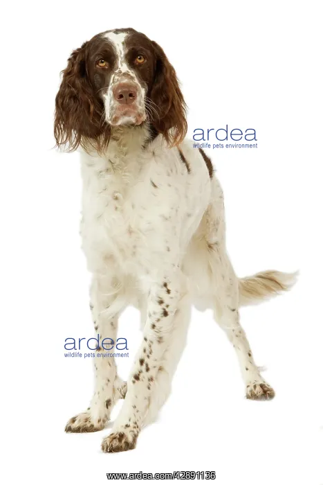 : Epagneul Francais - in studio. Also know as French Spaniel : Epagneul Francais - in studio. Also know as French Spaniel