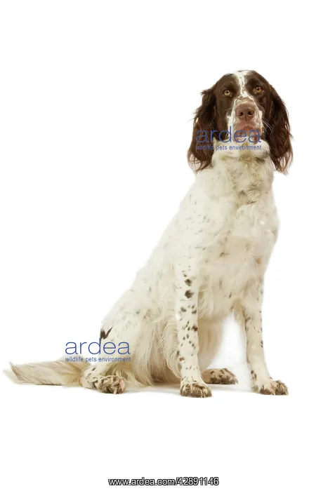 : Epagneul Francais - in studio. Also know as French Spaniel : Epagneul Francais - in studio. Also know as French Spaniel