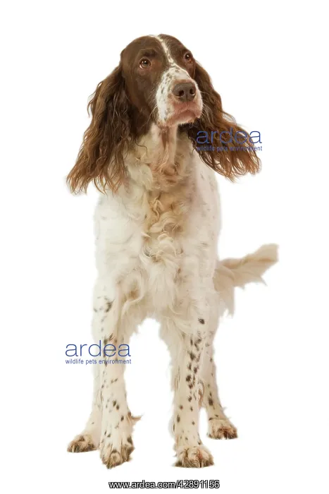 : Epagneul Francais - in studio. Also know as French Spaniel : Epagneul Francais - in studio. Also know as French Spaniel