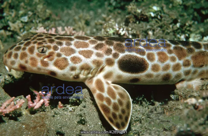 : Epaulette Shark : Epaulette Shark
