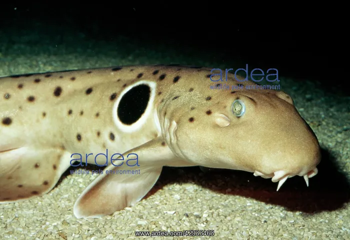 : Epaulette SHARK : Epaulette SHARK