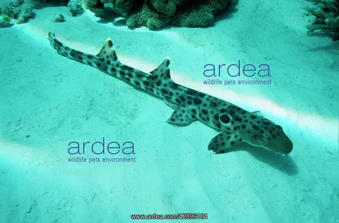 : Epaulette Shark - common in tropical Indo-pacific : Epaulette Shark - common in tropical Indo-pacific