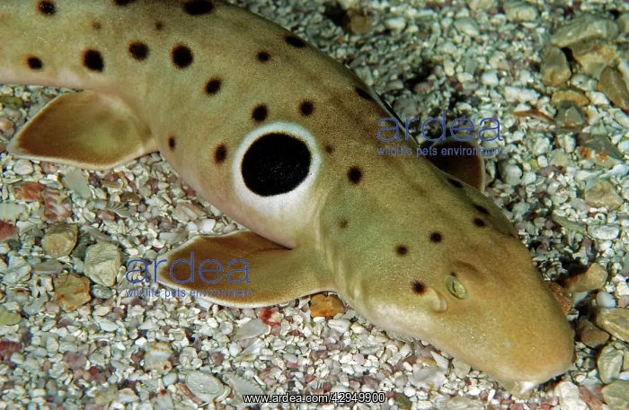 : Epaulette Shark - tropical marine : Epaulette Shark - tropical marine