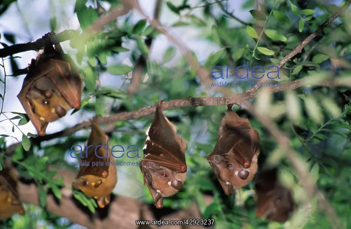 : EPAULETTED FRUIT BAT - five, roosting in tree : EPAULETTED FRUIT BAT - five, roosting in tree