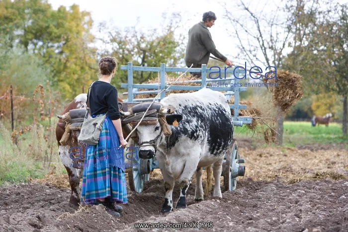 : Ependage manure and yoke of oxen Vosges Alsace : Ependage manure and yoke of oxen Vosges Alsace
