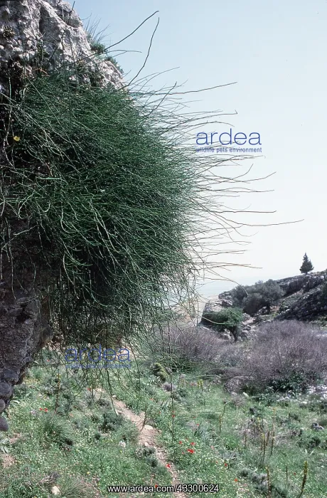 : EPHEDRA - joint pine