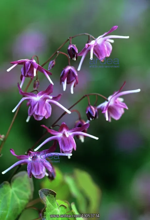 : Epimedium, Epimedium grandiflorum Nanum Freya : Epimedium, Epimedium grandiflorum Nanum Freya