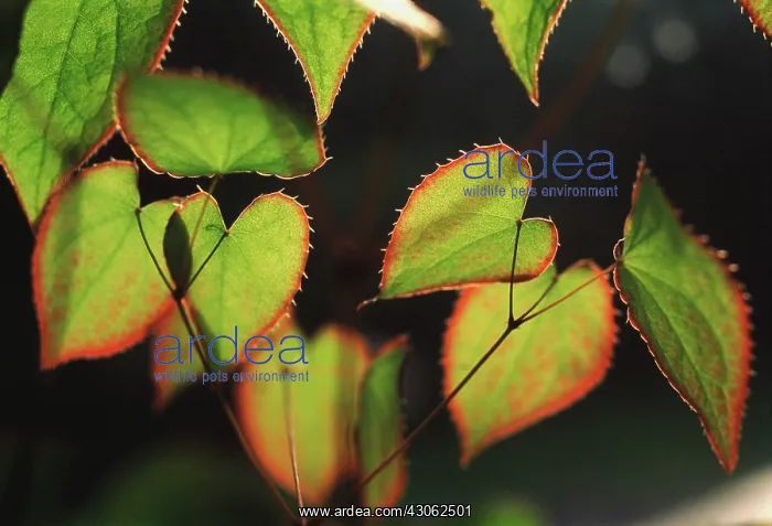 : Epimedium. Epimedium : Epimedium. Epimedium