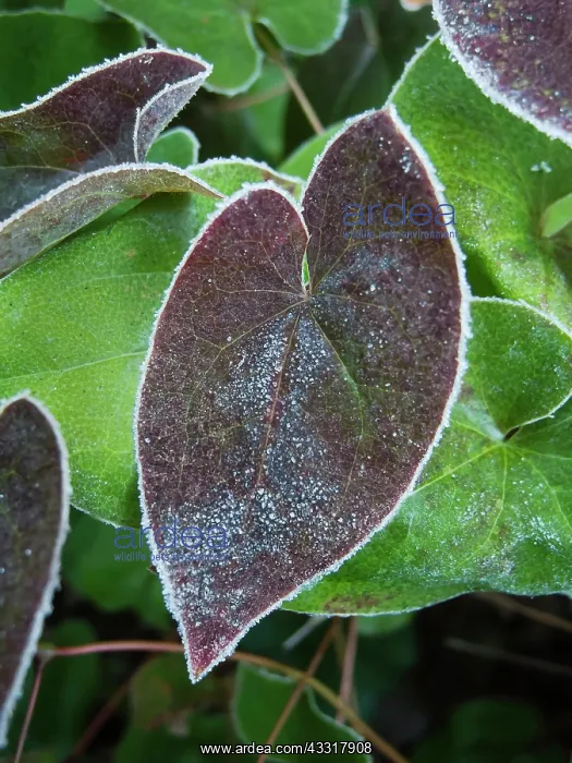 : Epimedium, Epimedium x versicolor Sulphureum : Epimedium, Epimedium x versicolor Sulphureum