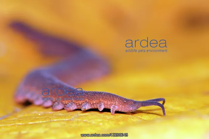 : Epiperipatus isthmicola (Epiperipatus isthmicola) : Epiperipatus isthmicola (Epiperipatus isthmicola)