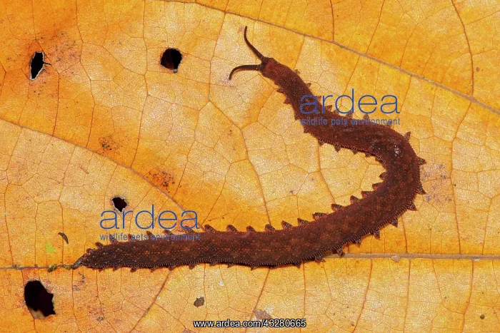 : Epiperipatus isthmicola (Epiperipatus isthmicola) : Epiperipatus isthmicola (Epiperipatus isthmicola)