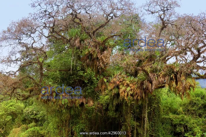 : Epiphytes on a tree - a mixture of epiphytic fern : Epiphytes on a tree - a mixture of epiphytic fern