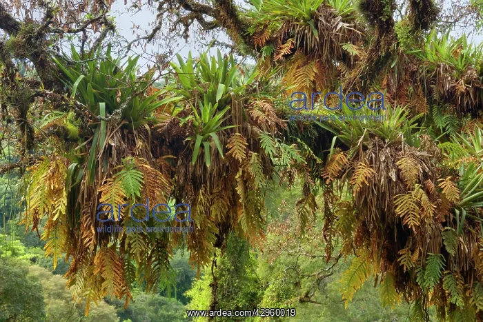 : Epiphytes on a tree - a mixture of epiphytic fern : Epiphytes on a tree - a mixture of epiphytic fern
