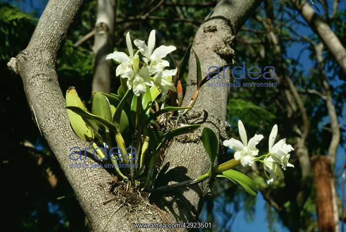 : Epiphytic Arboreal ORCHID - growing on tree fork : Epiphytic Arboreal ORCHID - growing on tree fork