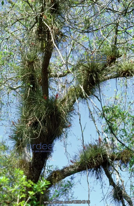  : EPIPHYTIC BROMELIADS & LIANAS