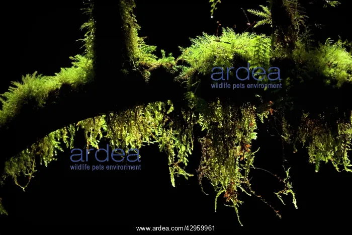 : Epiphytic Moss - hanging from twigs and branches : Epiphytic Moss - hanging from twigs and branches