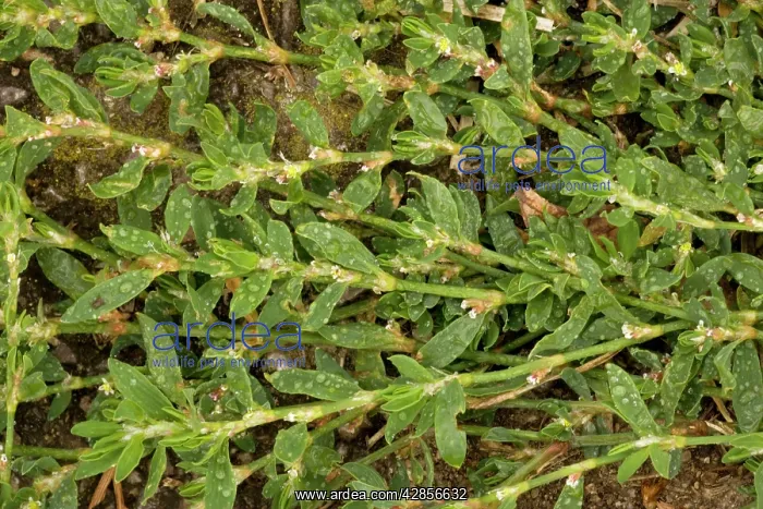 : Equal-leaved knotgrass : Equal-leaved knotgrass