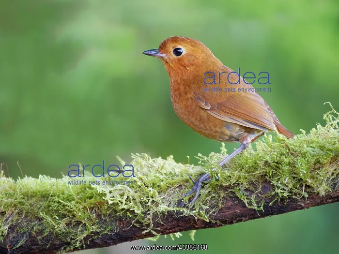 : Equatorial Antpitta Grallaria saturata Ecuador : Equatorial Antpitta Grallaria saturata Ecuador