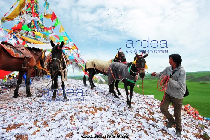 : Equestrian Festival Lapste Before racing, the : Equestrian Festival Lapste Before racing, the