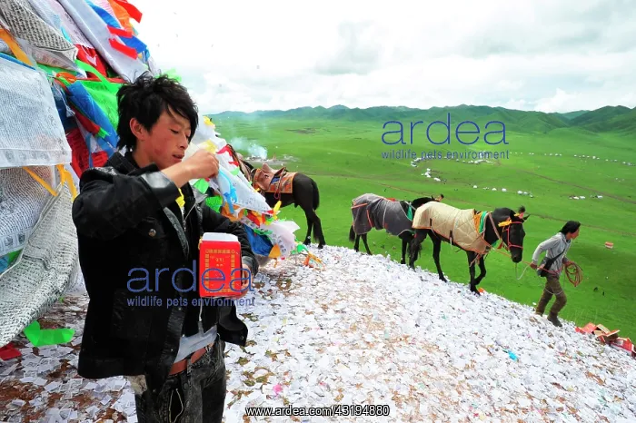 : Equestrian Festival Lapste Before racing, the : Equestrian Festival Lapste Before racing, the