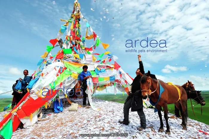 : Equestrian Festival Lapste Before racing, the : Equestrian Festival Lapste Before racing, the