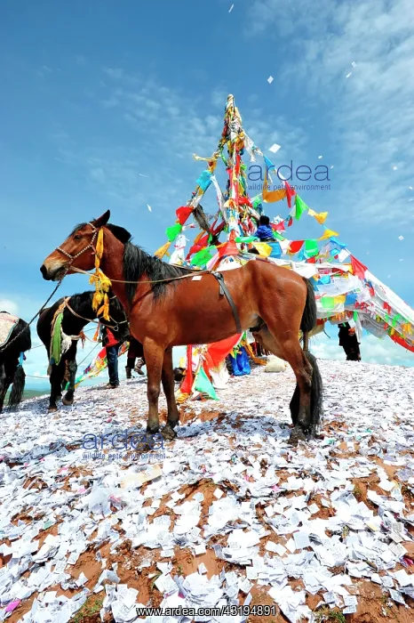 : Equestrian Festival Lapste Before racing, the : Equestrian Festival Lapste Before racing, the