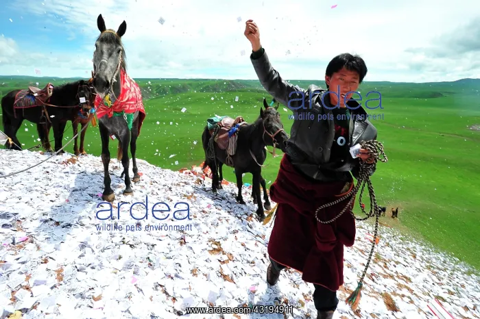  : Equestrian Festival Lapste Before racing, the
