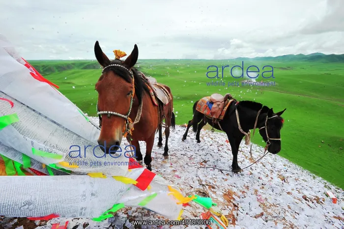 : Equestrian Festival Lapste Before racing, the : Equestrian Festival Lapste Before racing, the