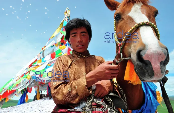 : Equestrian Festival Lapste Before racing, the : Equestrian Festival Lapste Before racing, the