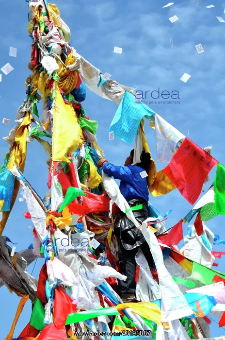 : Equestrian Festival LapsteBefore racing, horse : Equestrian Festival LapsteBefore racing, horse