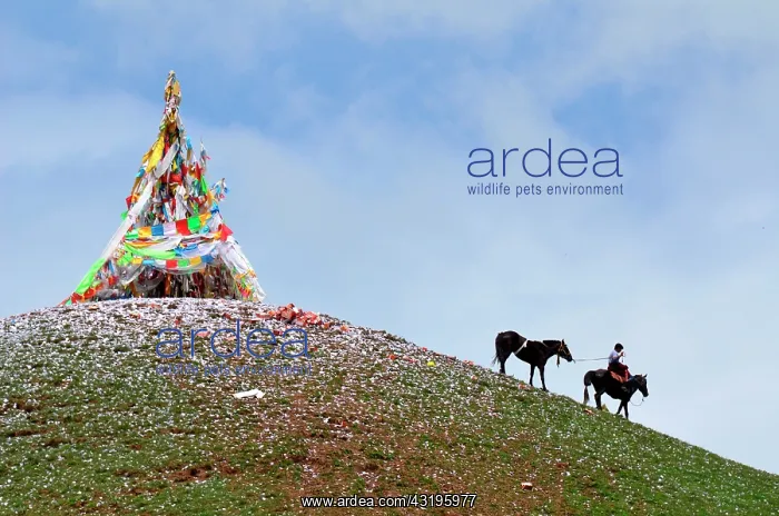 : Equestrian Festival LapsteBefore racing, horse : Equestrian Festival LapsteBefore racing, horse