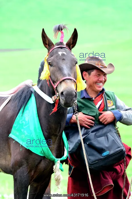 : Equestrian Festival Lapste Every year, in june : Equestrian Festival Lapste Every year, in june