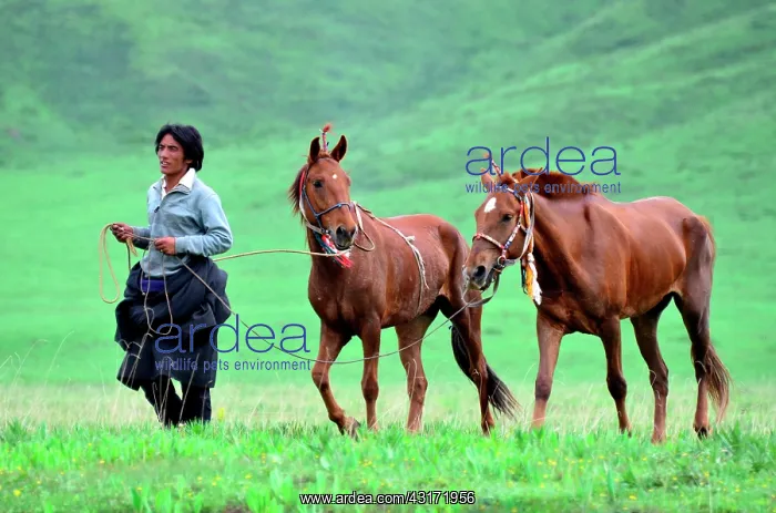 : Equestrian Festival Lapste Every year, in june : Equestrian Festival Lapste Every year, in june