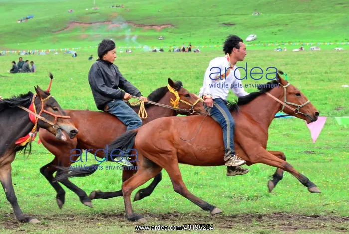 : Equestrian Festival Lapste Every year, in june : Equestrian Festival Lapste Every year, in june