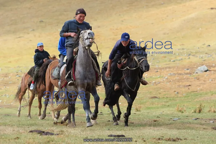 : Equestrian Games in Ulach Taricht at Lake Son Kul - Kyrgyzst : Equestrian Games in Ulach Taricht at Lake Son Kul - Kyrgyzst