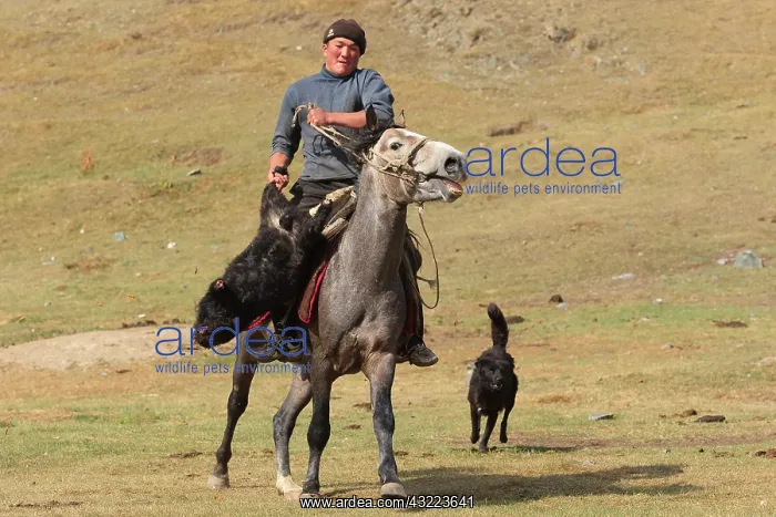 : Equestrian Games in Ulach Taricht at Lake Son Kul - Kyrgyzst : Equestrian Games in Ulach Taricht at Lake Son Kul - Kyrgyzst