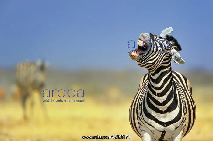 : Equus burchelli Equus burchellii Equus quagga E