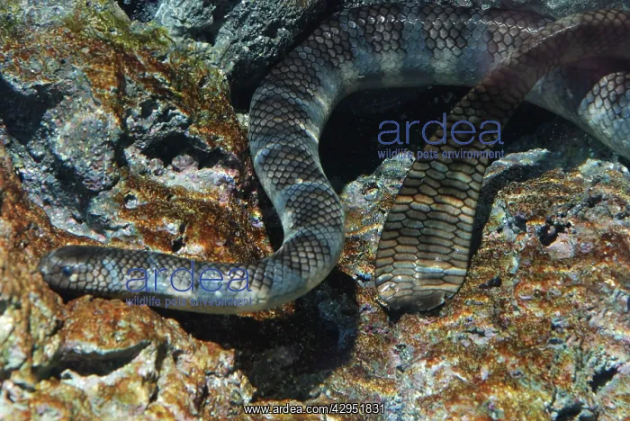 : Erabu Sea Snake - from the coasts of southern Japan : Erabu Sea Snake - from the coasts of southern Japan