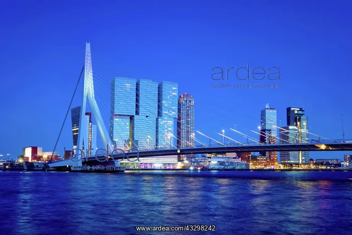 : Erasmus Bridge (Erasmusbrug) and Rotterdam skyline : Erasmus Bridge (Erasmusbrug) and Rotterdam skyline