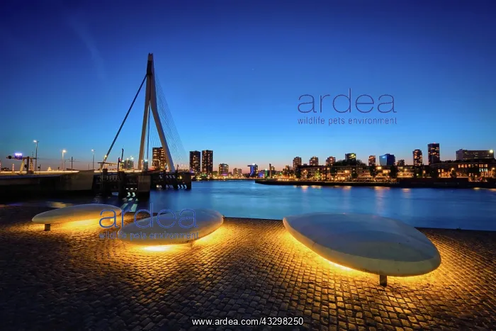 : Erasmus Bridge (Erasmusbrug) and Rotterdam skyline : Erasmus Bridge (Erasmusbrug) and Rotterdam skyline