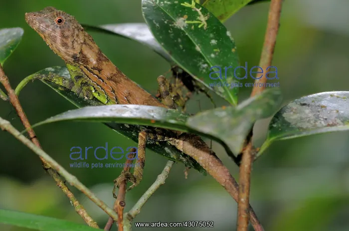 : Erdelen's Horned lizard : Erdelen's Horned lizard