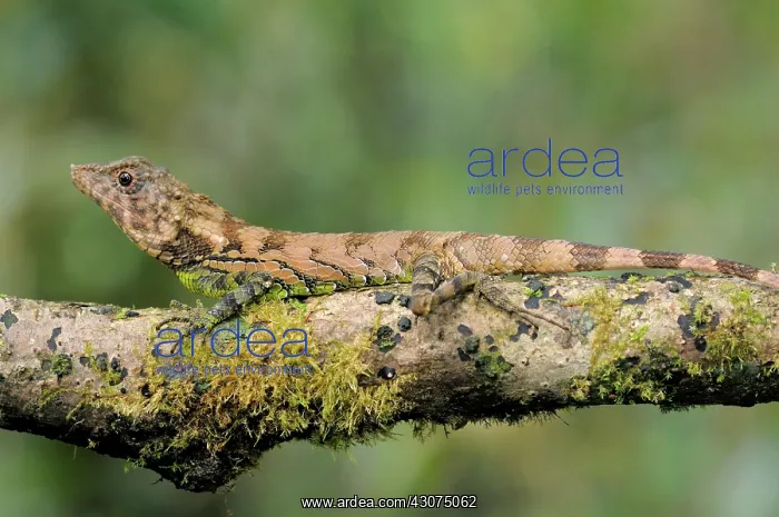 : Erdelen's Horned lizard : Erdelen's Horned lizard