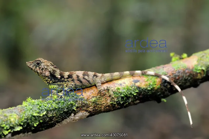 : Erdelen's Horned lizard : Erdelen's Horned lizard