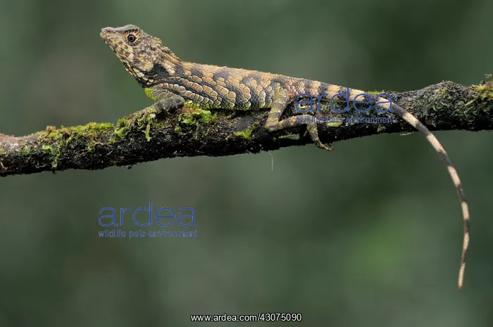 : Erdelen's Horned lizard : Erdelen's Horned lizard