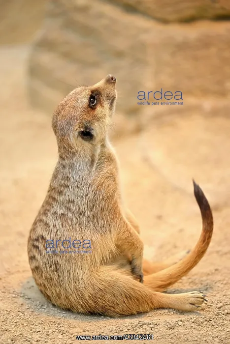 : Erdmannchen (Suricata suricatta), captive, halt : Erdmannchen (Suricata suricatta), captive, halt