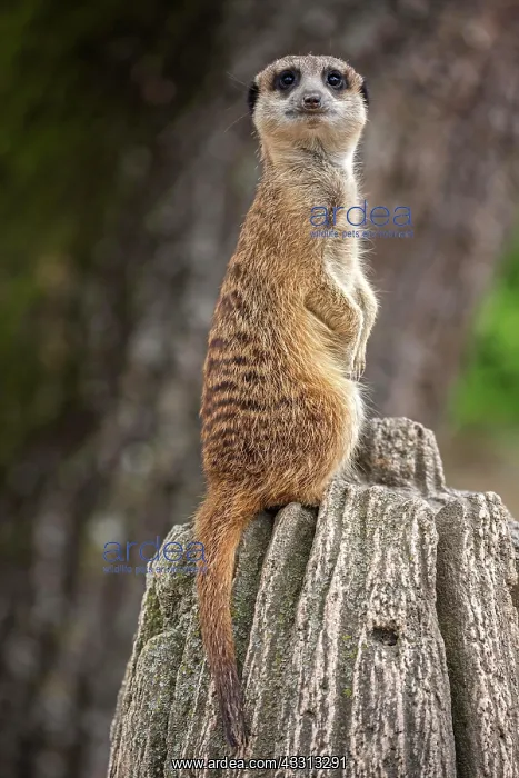 : Erdmannchen (Suricata suricatta), halt Ausschau : Erdmannchen (Suricata suricatta), halt Ausschau