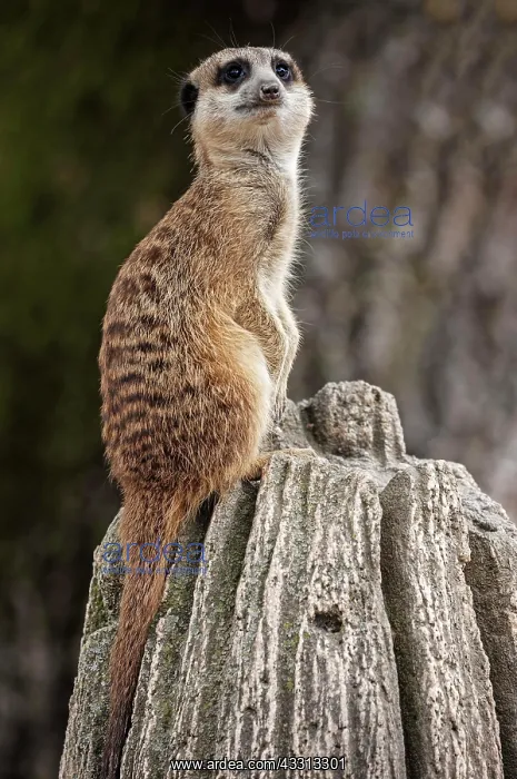 : Erdmannchen (Suricata suricatta), halt Ausschau : Erdmannchen (Suricata suricatta), halt Ausschau