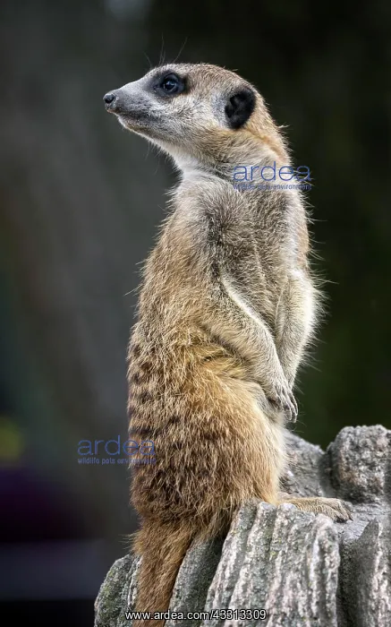 : Erdmannchen (Suricata suricatta), halt Ausschau : Erdmannchen (Suricata suricatta), halt Ausschau