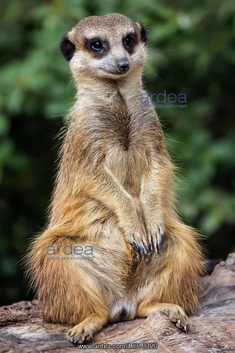 : Erdmannchen (Suricata suricatta), halt Ausschau : Erdmannchen (Suricata suricatta), halt Ausschau